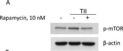 Western Blot: TOR/mTOR [p Ser2448] Antibody [NB600-607]